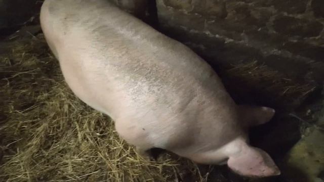 Рацион моих свиней смотреть онлайн