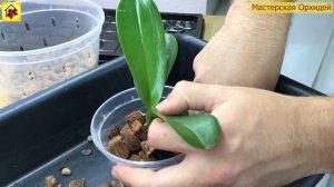 В какой КОРЕ ЛУЧШЕ РАСТЕТ орхидея?  В Мелкой или Крупной фракции.