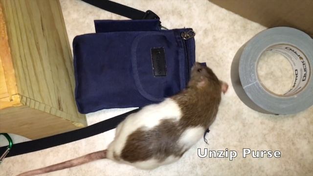 Shadow The Rat's Amazing Tricks Part 1 смотреть онлайн