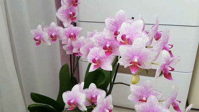 Орхидея РОТТЕРДАМ Phalaenopsis ROTTERDAM цветение орхидеи orchid orchids фаленопсис смотреть онлайн