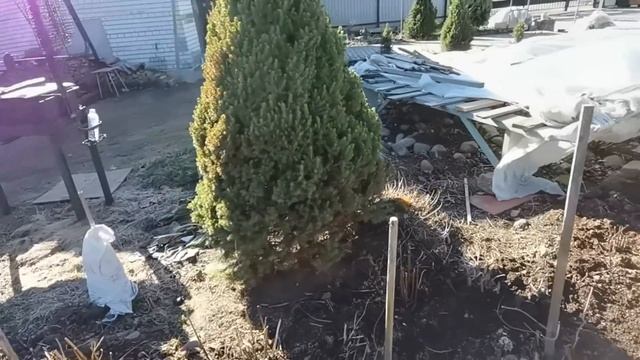 Обзор сада в апреле Подснежники Крокусы Пушкиния радуют красками. Планы изменения в саду смотреть онлайн