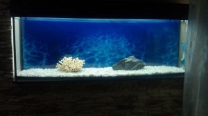 Оформление аквариума. Дизайн аквариума.