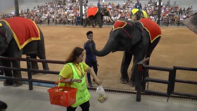SHOW СЛОНОВ в парке Нонг Нуч, Паттайя, Таиланд смотреть онлайн