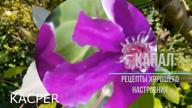 Клематисы 05 06 2020(Комтесс де Бушо/clematis Comtesse de Bouchaud,клематис Виола/clematis Viola,др смотреть онлайн