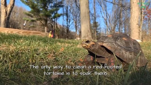 Red Footed Tortoise - Everything You Need To Know смотреть онлайн