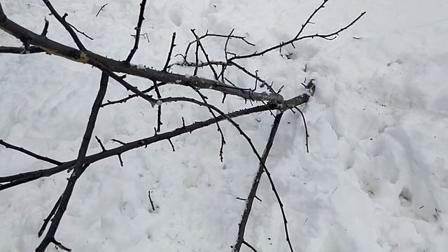 Развлекаем коз на выпасе// Как Чехи переносят зиму// Зачем отстригла бороду козе// Как раздоила коз смотреть онлайн