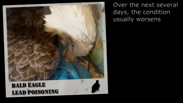 Saving Our Avian Resources: Bluer Shade Of Blue ✰