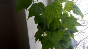 Обзорчик, цветет комнатное растение Абутилон. Уход за домашним кленом.