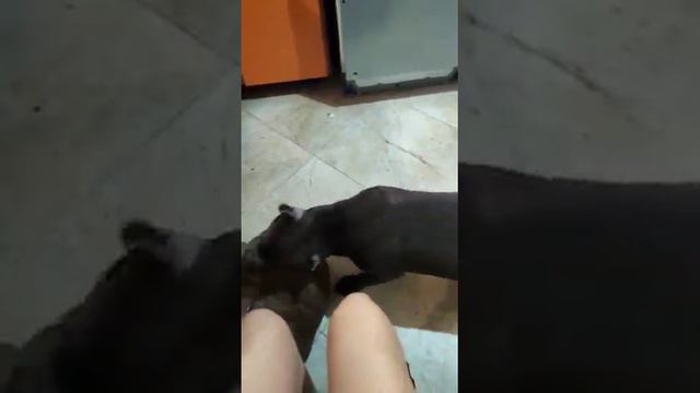 Американский🇺🇸🗽 булли,BullyHeavycampline?жесткие игры)) смотреть онлайн