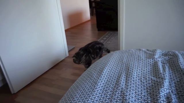 Cat logic: mean people, I should go…; Злые вы, уйду от вас... смотреть онлайн