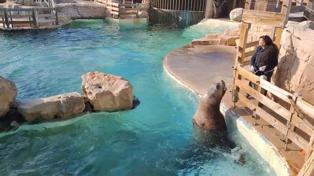 Калифорнийский морской лев, океанариум, Франция смотреть онлайн