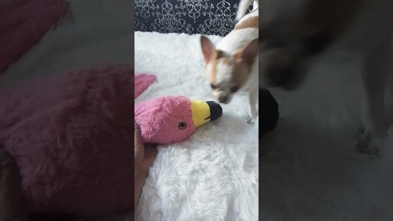 Гучины игрушки #dog #собака смотреть онлайн