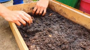 Вермикомпостер для червей своими руками. Выманиваем червячков для переселения в новый компостер.