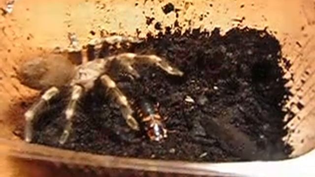 Паук Nhandu chromatus стесняется видеокамеры! смотреть онлайн
