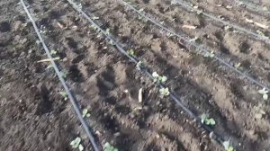 Обработка капуст гербицидом Султан