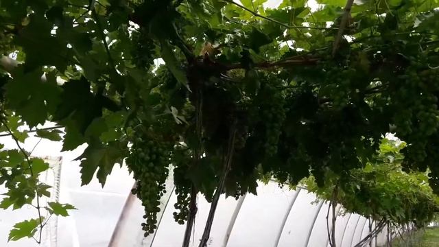 Виноград Ливия в теплице 30.06.2017г. смотреть онлайн