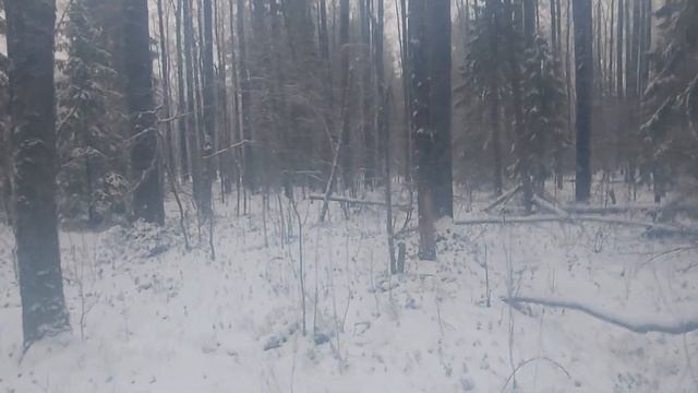 ЛАЙКА УНИВЕРСАЛЬНАЯ СОБАКА/РАБОТА ПО БЕЛКЕ ПОМЕХА ДЛЯ ОХОТЫ ИЛИ КОМУ НУЖНА БЕЛКА??? смотреть онлайн