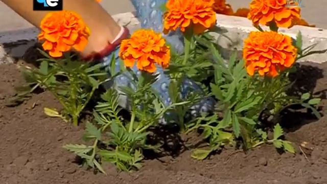 Благоустройство городских клумб смотреть онлайн