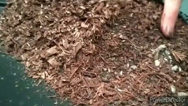 How To Propagate Gerbera Plant | Gerbera Plant Care | Grow Gerbera From Division |gerbera Daisy