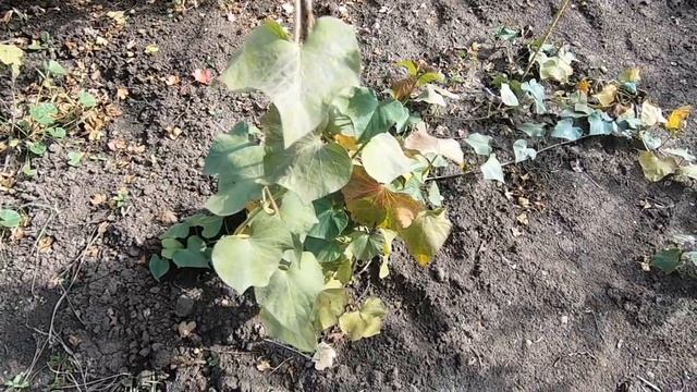 Батат. Выращивание в ОГ средней полосы от посадки до сбора урожая. Метод - "посадил и забыл" смотреть онлайн