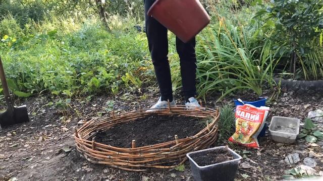 Купила новобельгийскую астру и семена многолетников. Цветам быть на моем участке смотреть онлайн