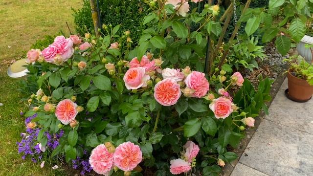 German rose `Chippendale aka `Duchess of Cornwall´: Review of a Rosen Tantau rose смотреть онлайн