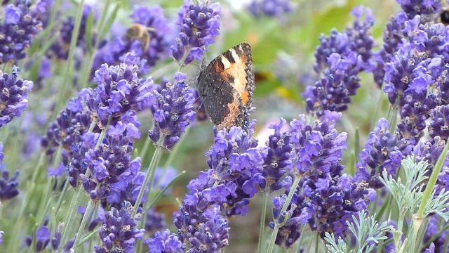 Nature "Butterfly and Lavender!" Part 287 смотреть онлайн