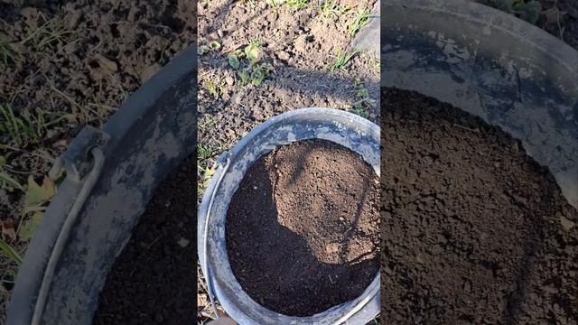 правильный уход за клубникой весной: подкормка,пересадка. смотреть онлайн