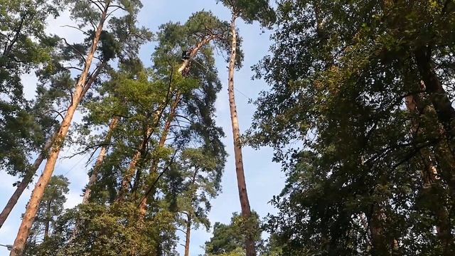 Спил верхушки сосны) смотреть онлайн