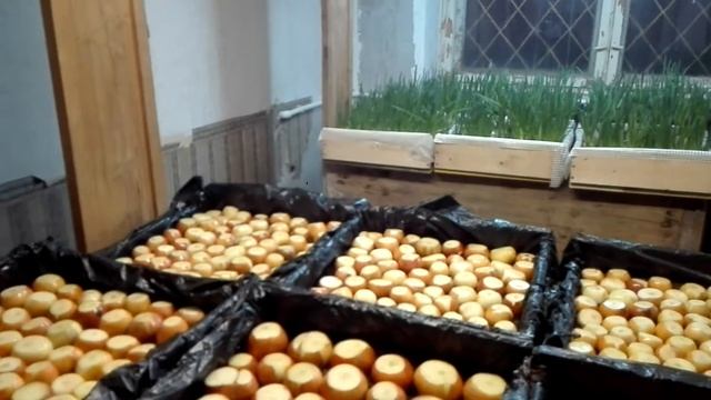 Пробуй сам! Как правильно сажать лук на перо. смотреть онлайн