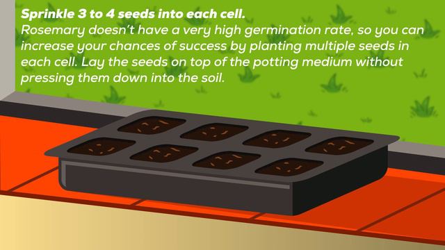 Rosemary Plant Health Benefits & How To Plant │ See's Marketplace