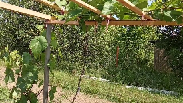 Виноград Саперави смоленский в открытом грунте Ленинградской области июль 2021года смотреть онлайн