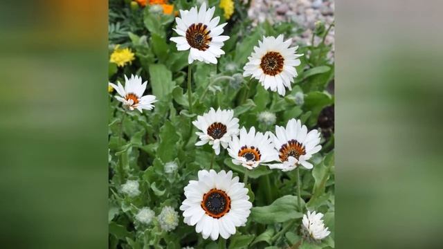 АРКТОТИС (ARCTOTIS)