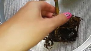 Фикус Эластика Белиз. Пересадка после покупки.