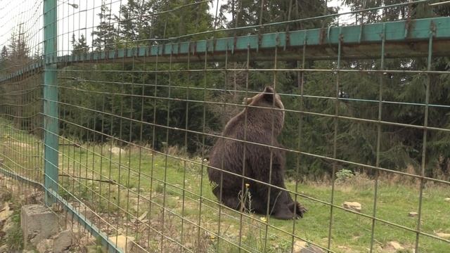 ЦЕНТР РЕАБИЛИТАЦИИ БУРЫХ МЕДВЕДЕЙ «СИНЕВИР» (Brown Bears Rehabilitation Center Synevir) (1) смотреть онлайн