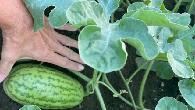 Carolina Cross Watermelons 2021