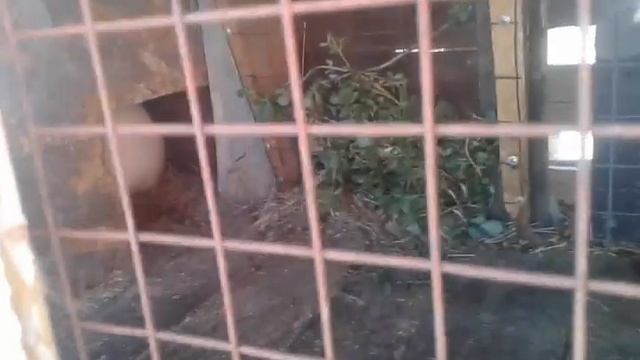 Почему? Крольчиха рано сделала гнездо,? смотреть онлайн