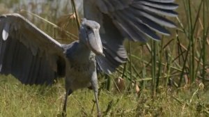 Африка. Болота озера Бангвеулу. Китоглав - огромная доисторически выглядящая птица.