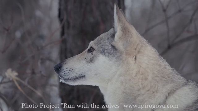 Фотопроект "Волчья стая". смотреть онлайн