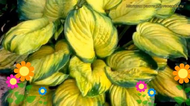 Хоста гибридная Стейнд гласс. Краткий обзор, описание характеристик hosta hybrida Stained Glass смотреть онлайн
