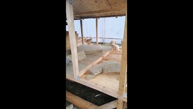 Зимний, теплый курятник на 20 кур смотреть онлайн