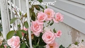 Мои ароматные розы. Плетистые. Часть 2. Лето 2022.