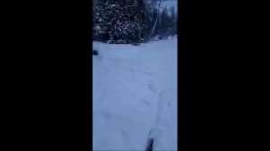 20 - й волк. Регулирование численности волка в Якутии. Видео волчатника Юрия.