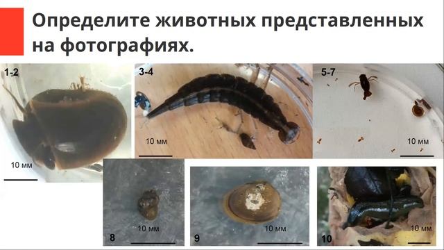 Разбор заданий этапа Гидробиологии ВАО 2021