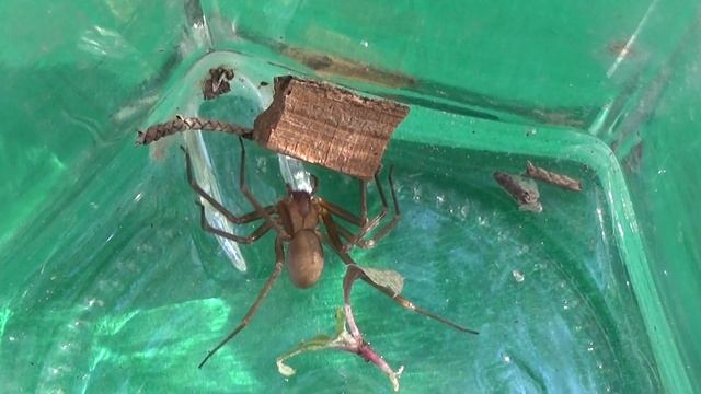 Araña reclusa (Loxosceles rufescens). La araña más peligrosa de España. GONZALO. смотреть онлайн