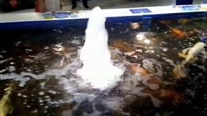 Смешная рыба Большие разноцветные карпы Видео для детей  Fish day Beautiful fish in the pool