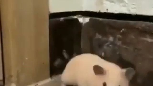 Испуг мыши смотреть онлайн