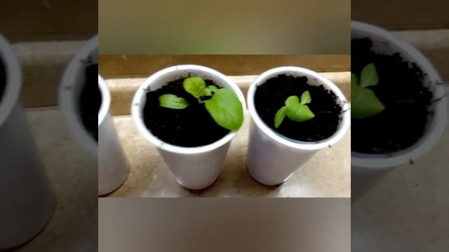 Выращивание баклажан/Пикировка баклажан/Уход за рассадой смотреть онлайн