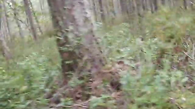 По грибы по ягоды смотреть онлайн