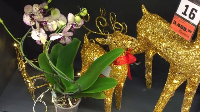 Орхидея Клеопатра ( Phal. Kleopatra) Царица, обладающая даром влюблять в себя))) смотреть онлайн